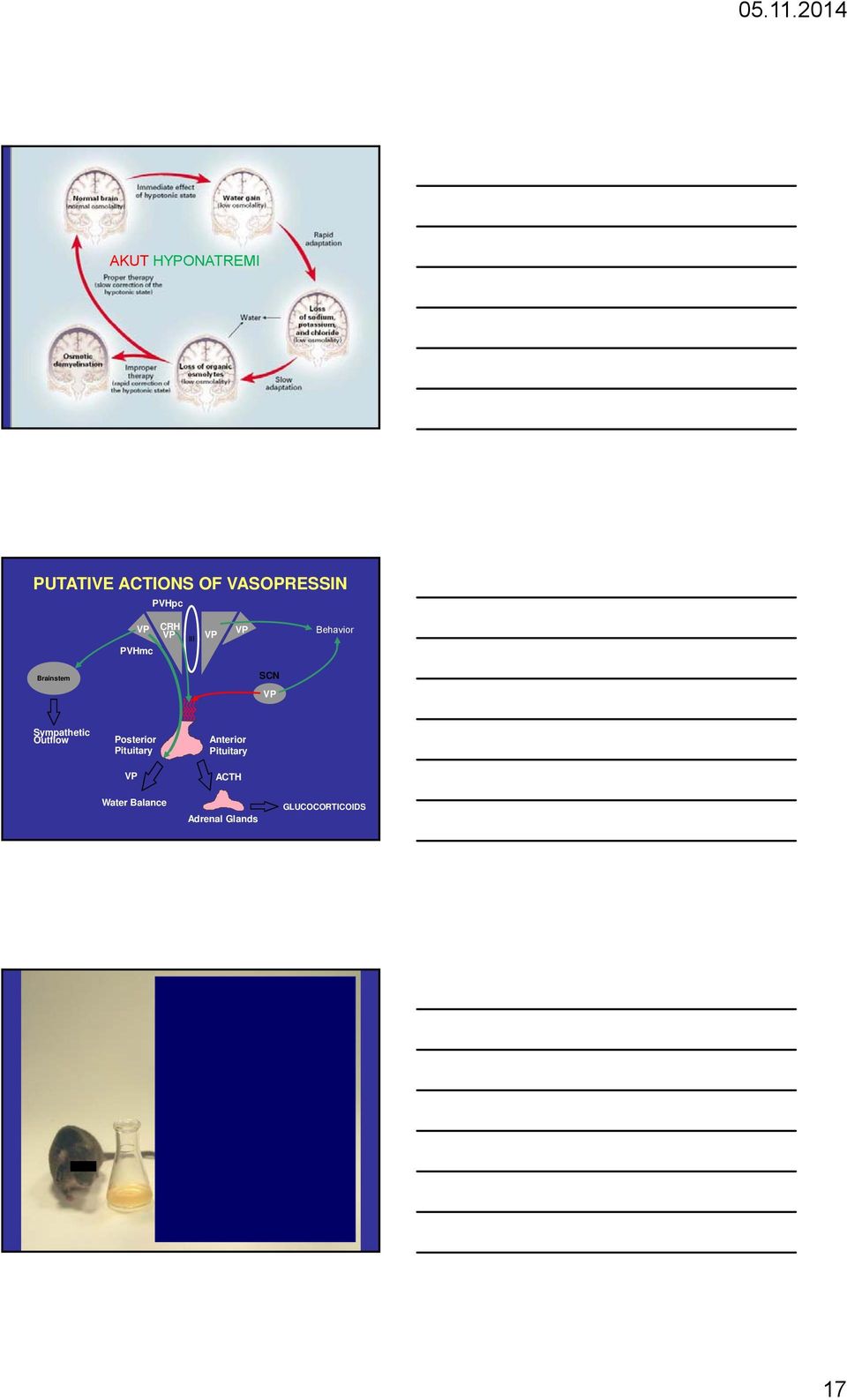 Sympathetic Outflow Posterior Pituitary VP Anterior