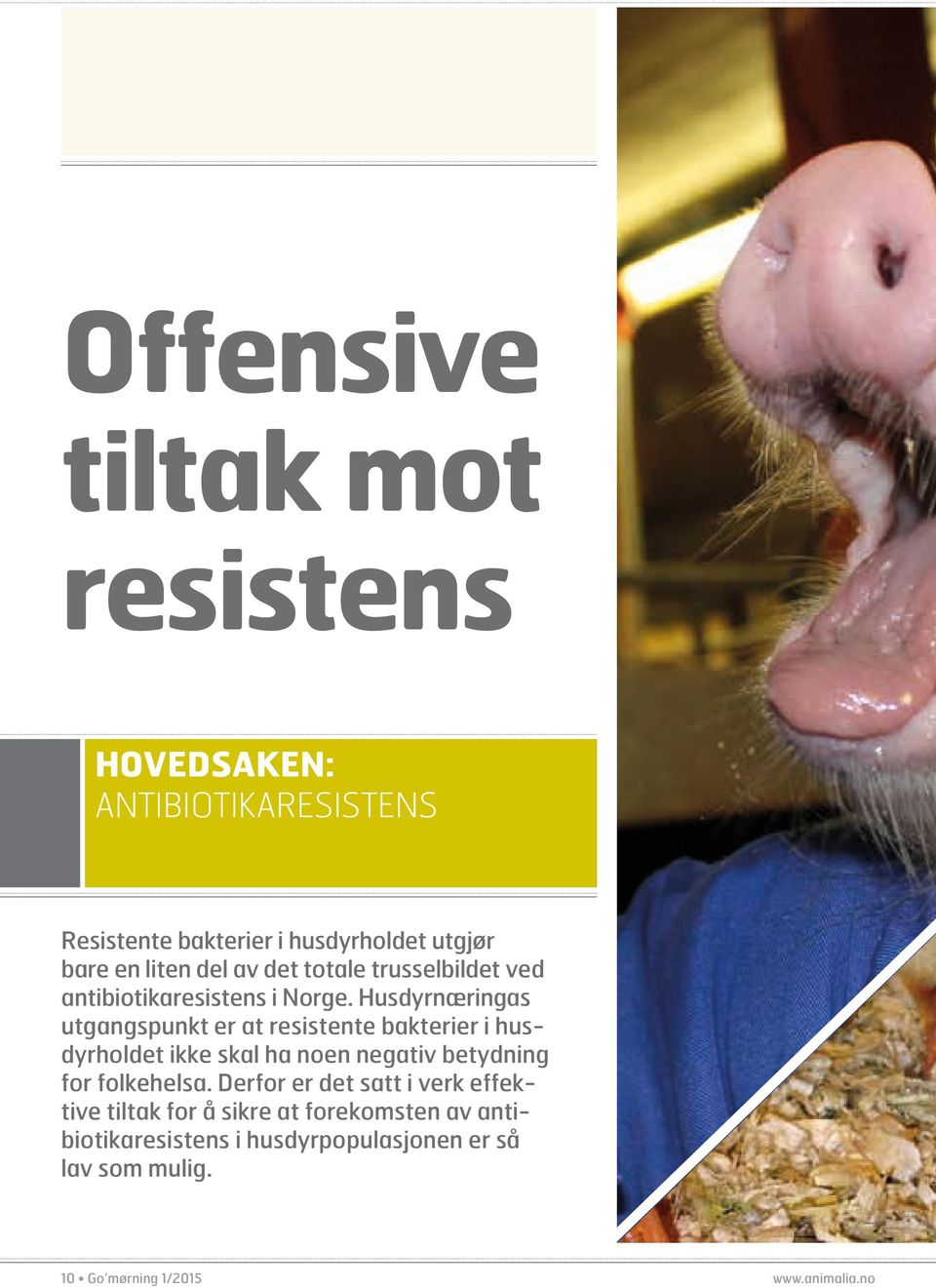 Husdyrnæringas utgangspunkt er at resistente bakterier i husdyrholdet ikke skal ha noen negativ betydning for folkehelsa.