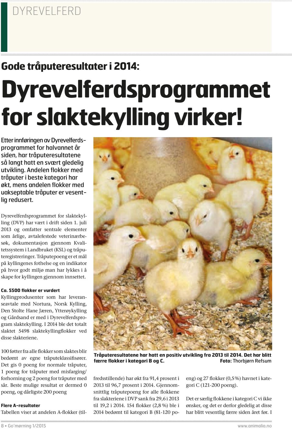 Andelen flokker med tråputer i beste kategori har økt, mens andelen flokker med uakseptable tråputer er vesentlig redusert. Dyrevelferdsprogrammet for slaktekylling (DVP) har vært i drift siden 1.