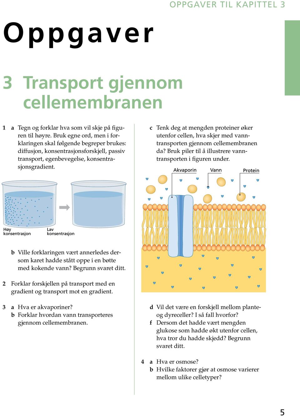 c Tenk deg at mengden proteiner øker utenfor cellen, hva skjer med vanntransporten gjennom cellemembranen da? Bruk piler til å illustrere vanntransporten i figuren under.