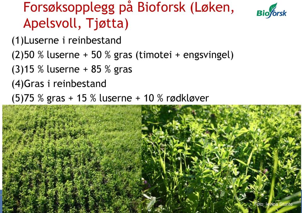 + engsvingel) (3)15 % luserne + 85 % gras (4)Gras i