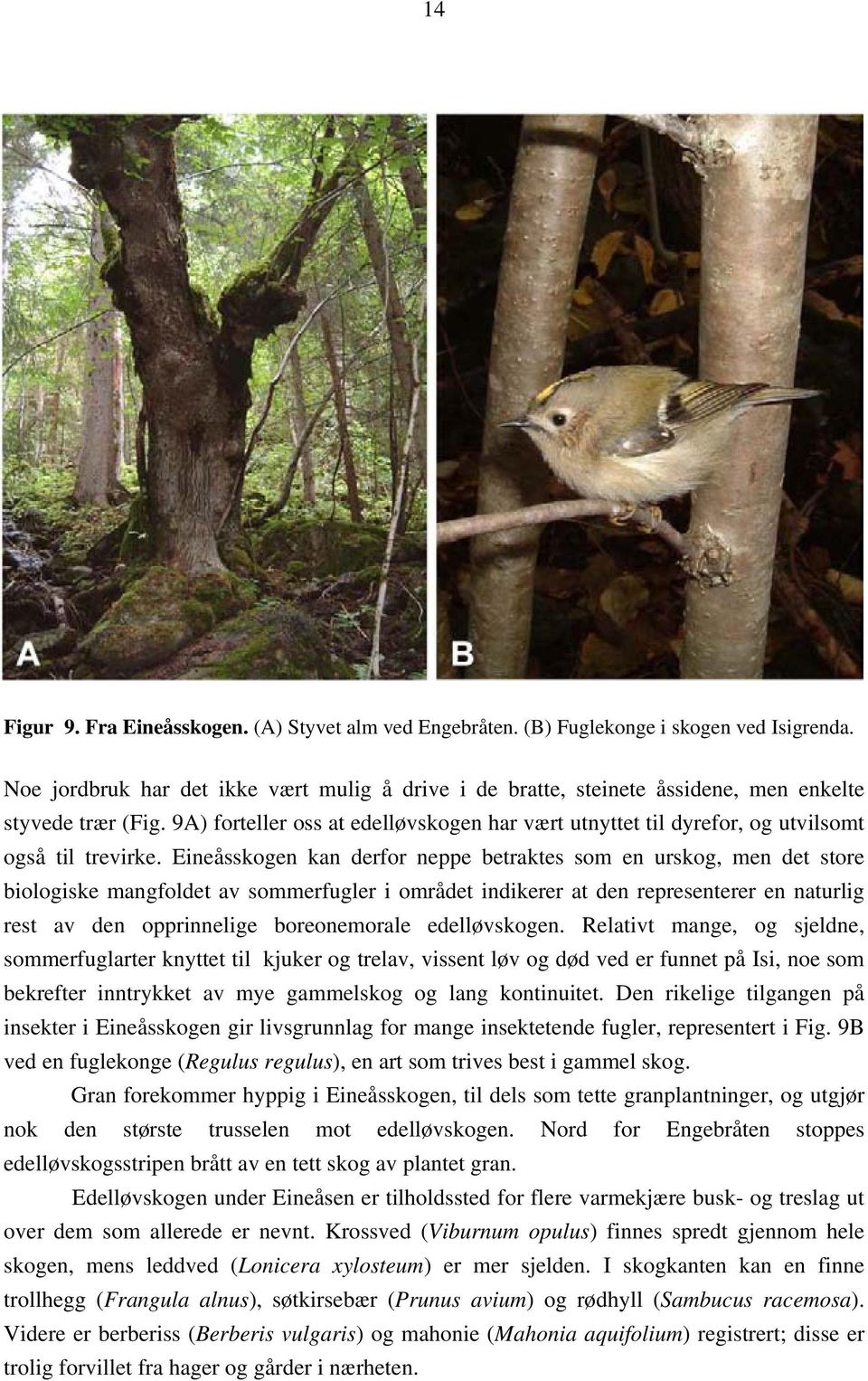 9A) forteller oss at edelløvskogen har vært utnyttet til dyrefor, og utvilsomt også til trevirke.