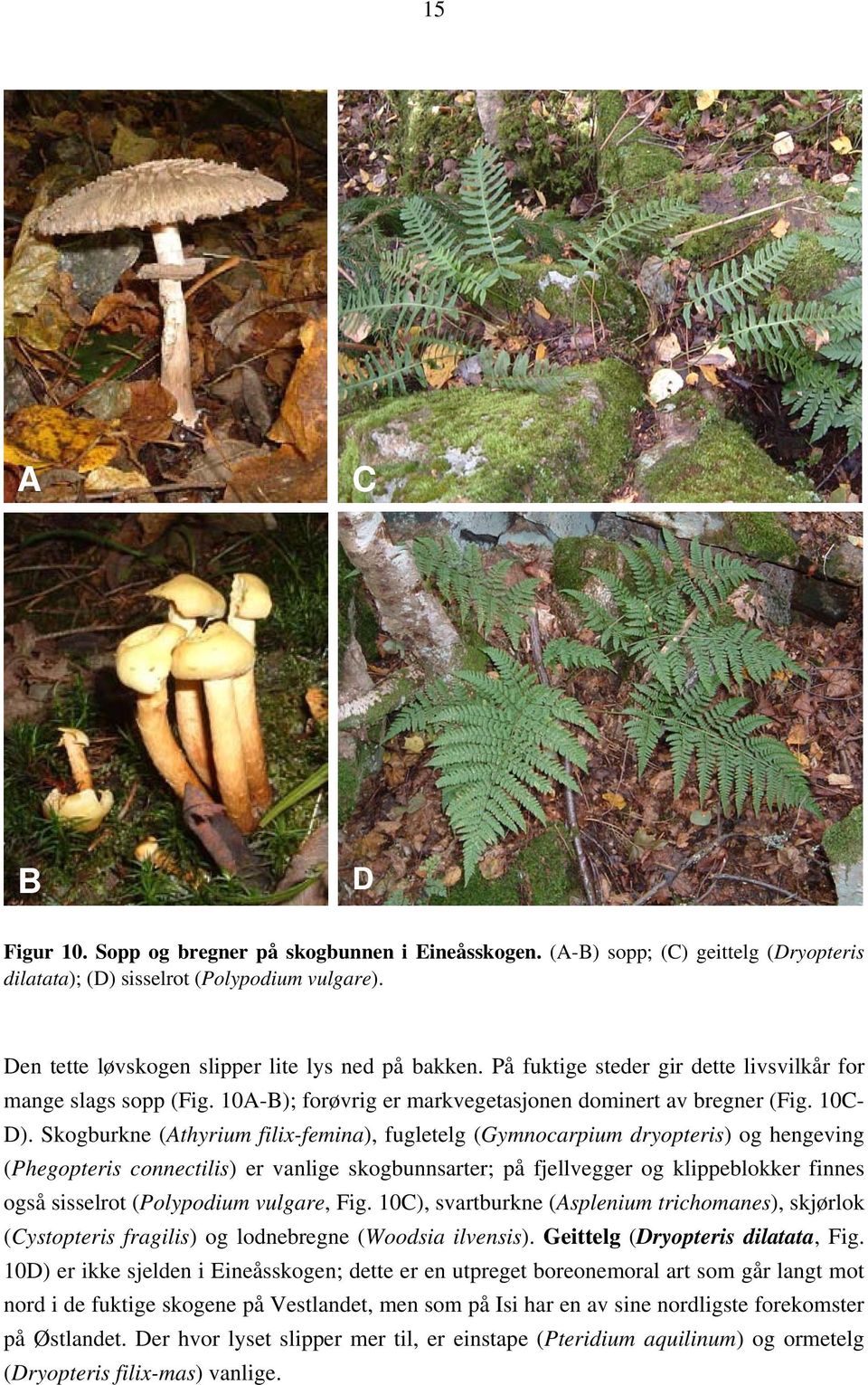 Skogburkne (Athyrium filix-femina), fugletelg (Gymnocarpium dryopteris) og hengeving (Phegopteris connectilis) er vanlige skogbunnsarter; på fjellvegger og klippeblokker finnes også sisselrot