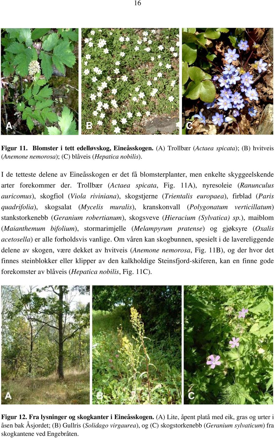 11A), nyresoleie (Ranunculus auricomus), skogfiol (Viola riviniana), skogstjerne (Trientalis europaea), firblad (Paris quadrifolia), skogsalat (Mycelis muralis), kranskonvall (Polygonatum