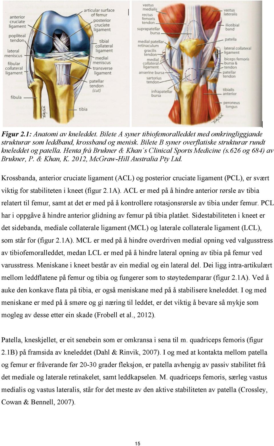 Krossbanda, anterior cruciate ligament (ACL) og posterior cruciate ligament (PCL), er svært viktig for stabiliteten i kneet (figur 2.1A).