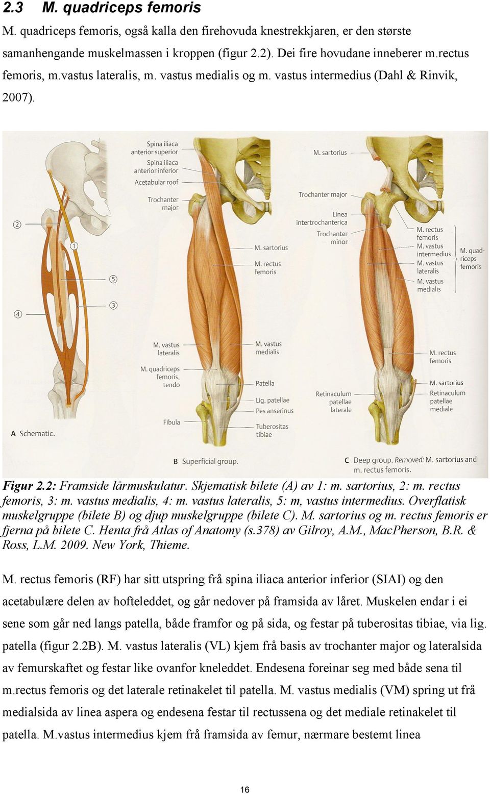 rectus femoris, 3: m. vastus medialis, 4: m. vastus lateralis, 5: m, vastus intermedius. Overflatisk muskelgruppe (bilete B) og djup muskelgruppe (bilete C). M. sartorius og m.