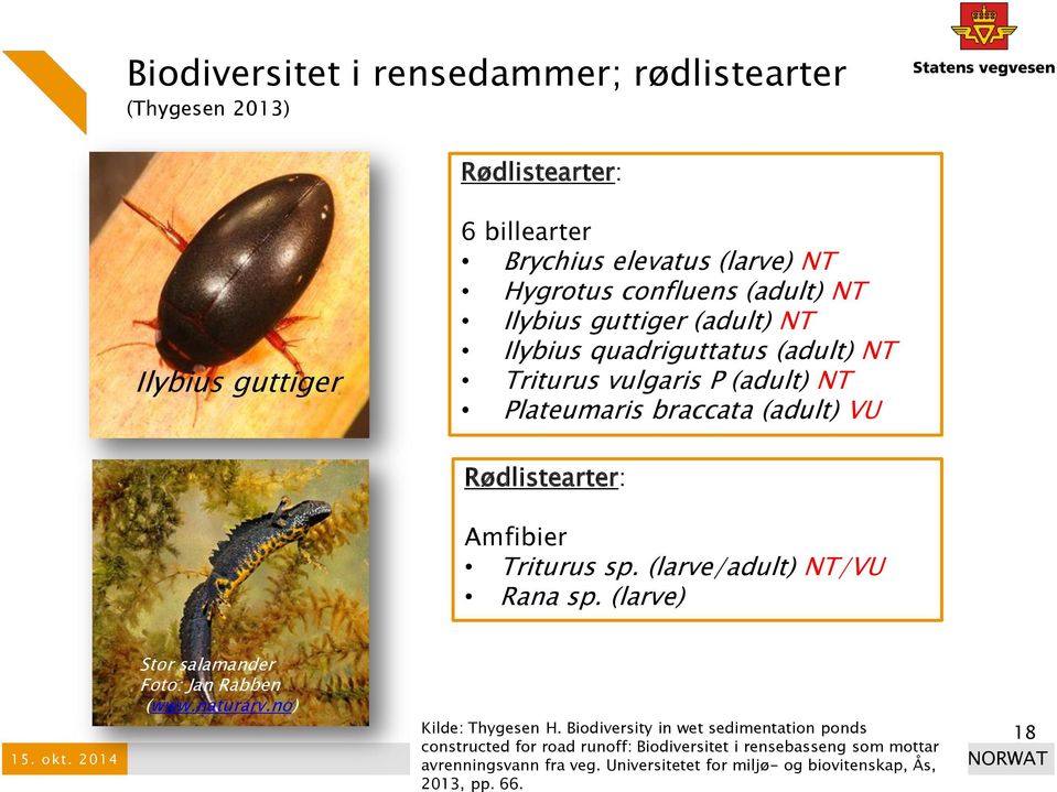 sp. (larve/adult) NT/VU Rana sp. (larve) 15. okt. 2014 Stor salamander Foto: Jan Rabben (www.naturarv.no) Kilde: Thygesen H.