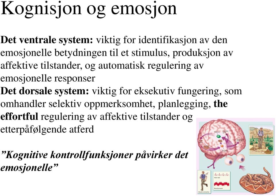 system: viktig for eksekutiv fungering, som omhandler selektiv oppmerksomhet, planlegging, the effortful