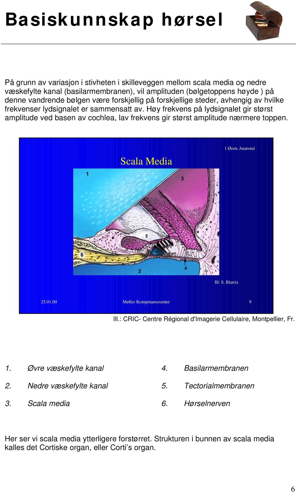 Høy frekvens på lydsignalet gir størst amplitude ved basen av cochlea, lav frekvens gir størst amplitude nærmere toppen. Scala Media 25.01.00 Møller Kompetansesenter 9 1.