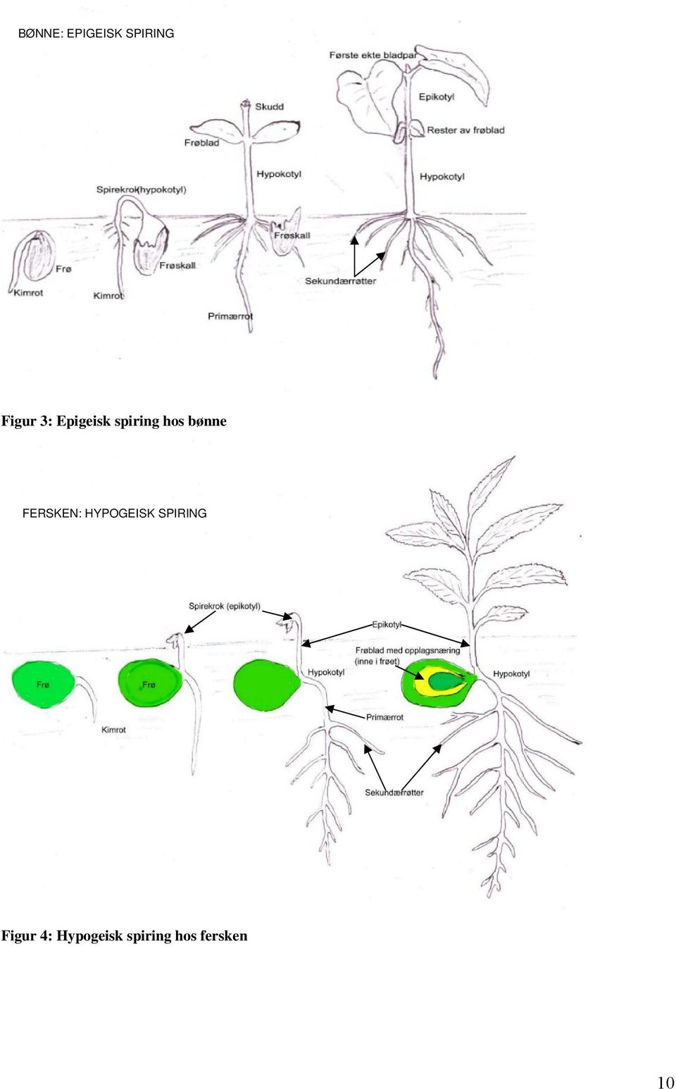 FERSKEN: HYPOGEISK SPIRING