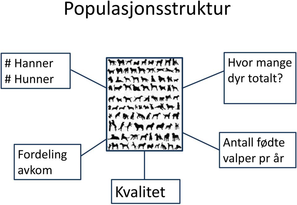 dyr totalt?