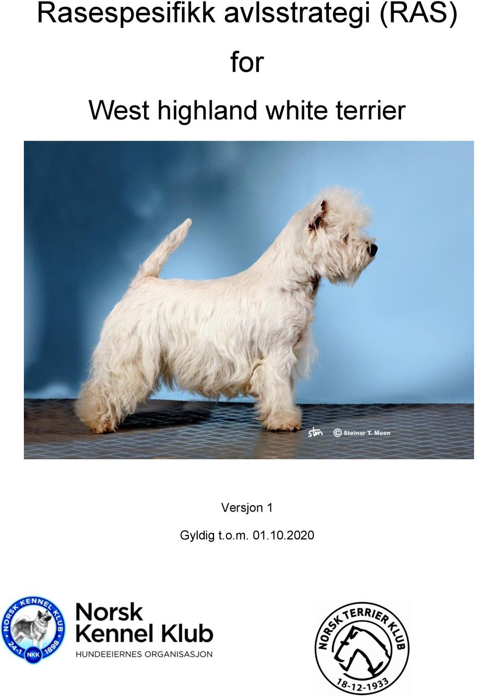 West highland white