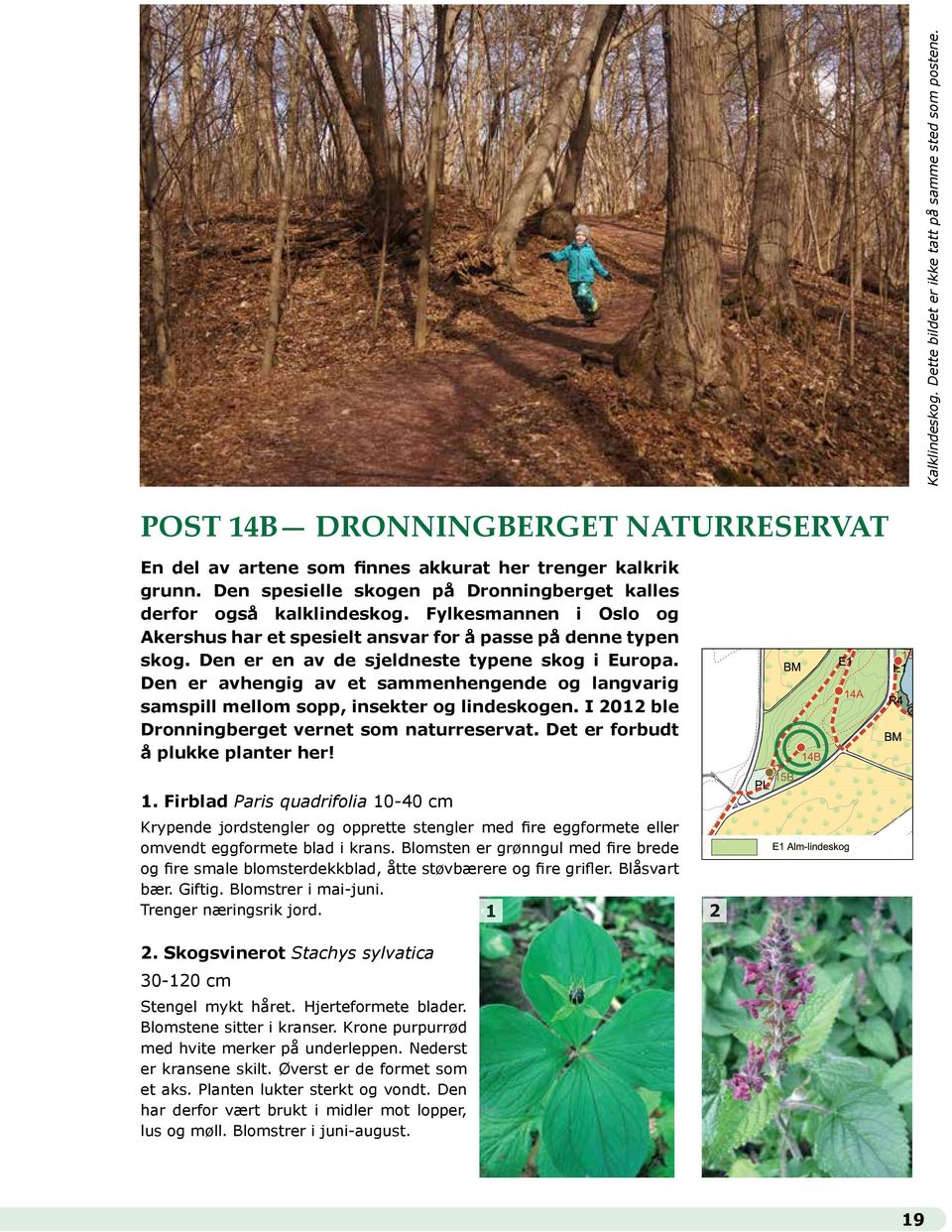 Den er en av de sjeldneste typene skog i Europa. Den er avhengig av et sammenhengende og langvarig samspill mellom sopp, insekter og lindeskogen. I 2012 ble Dronningberget vernet som naturreservat.