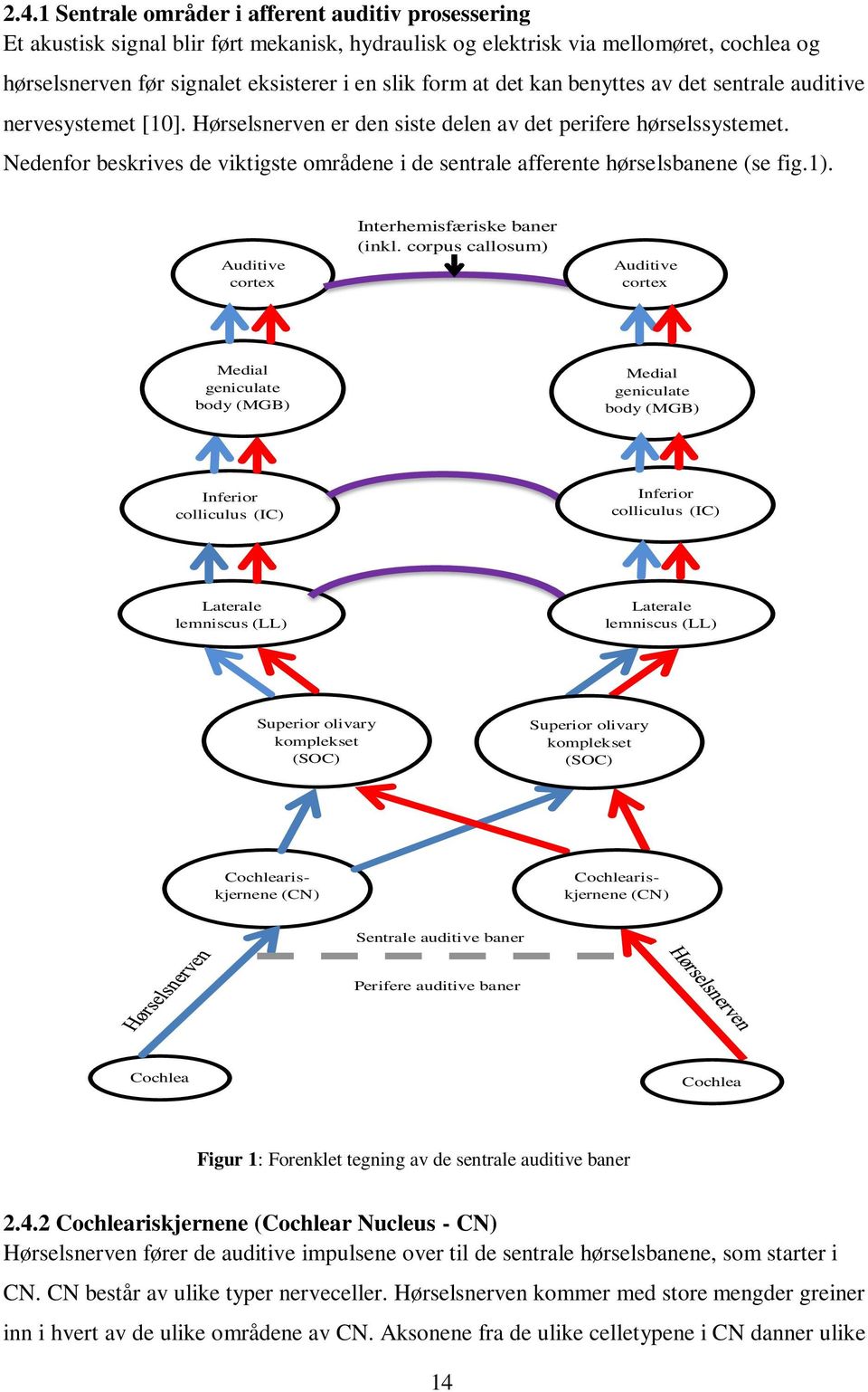Nedenfor beskrives de viktigste områdene i de sentrale afferente hørselsbanene (se fig.1). Auditive cortex Interhemisfæriske baner (inkl.
