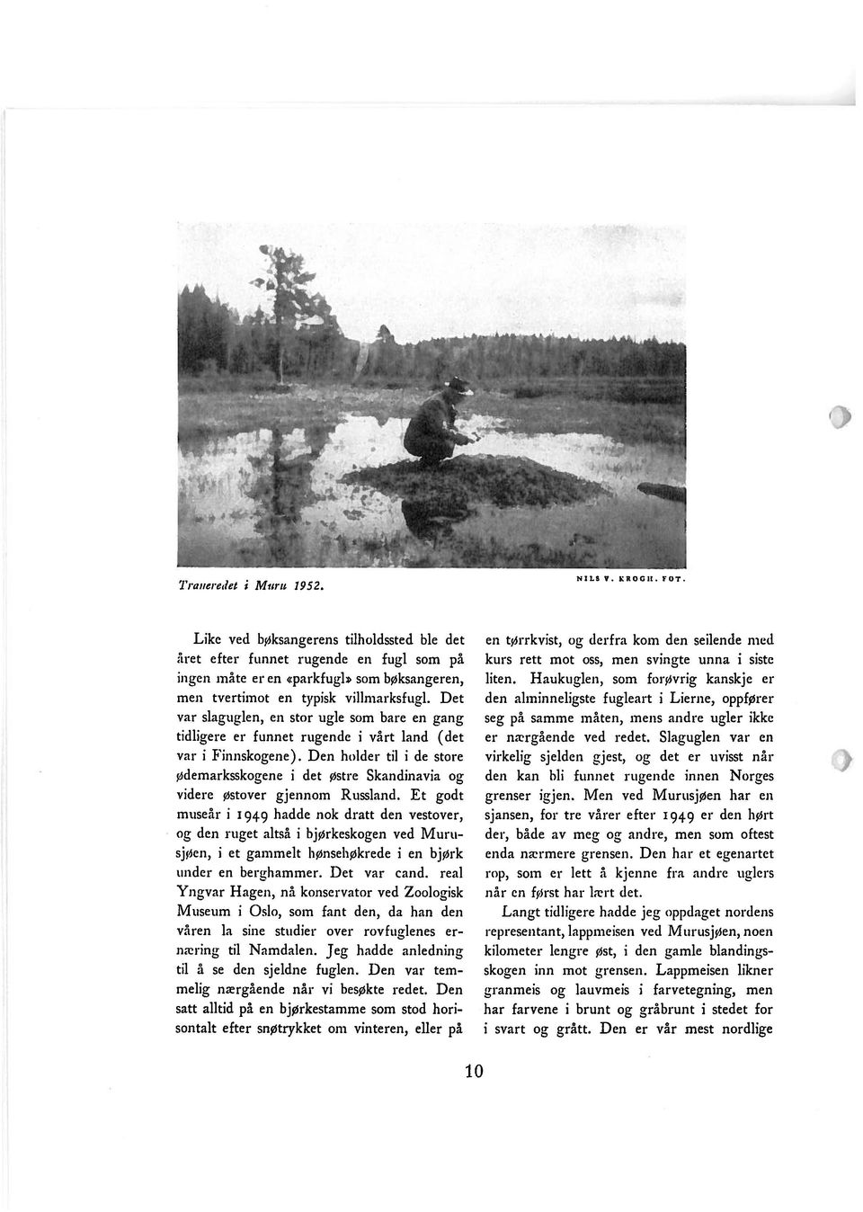 Det var slaguglen, en stor ugle som bare en gang tidligere er funnet rugende i vårt land (det var i Finnskogene).