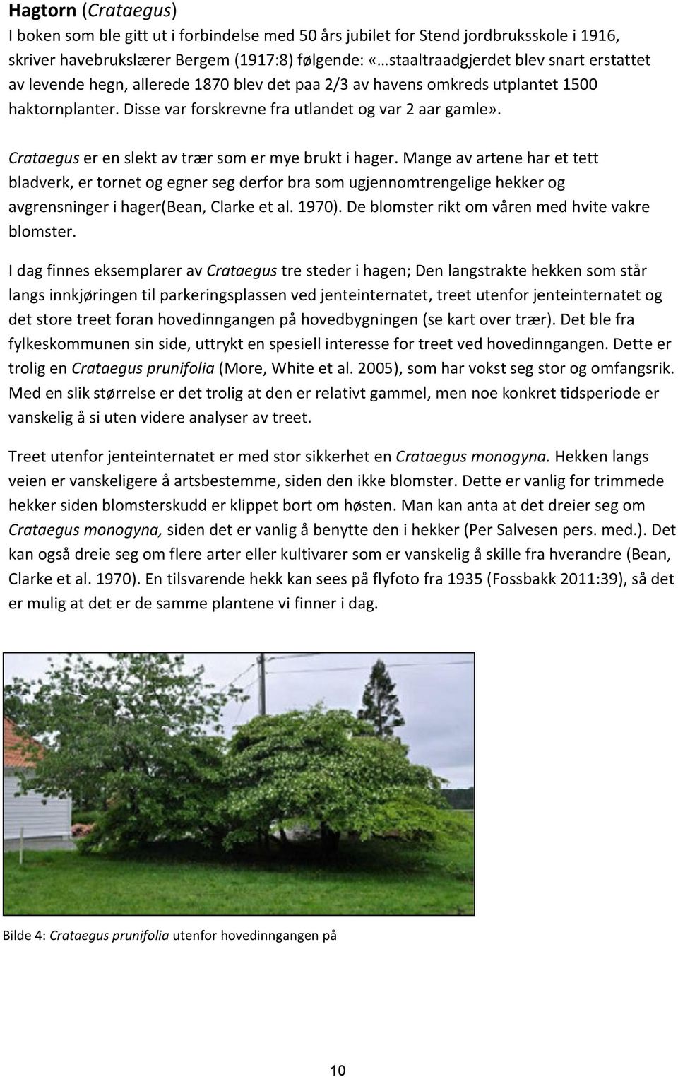 Crataegus er en slekt av trær som er mye brukt i hager.