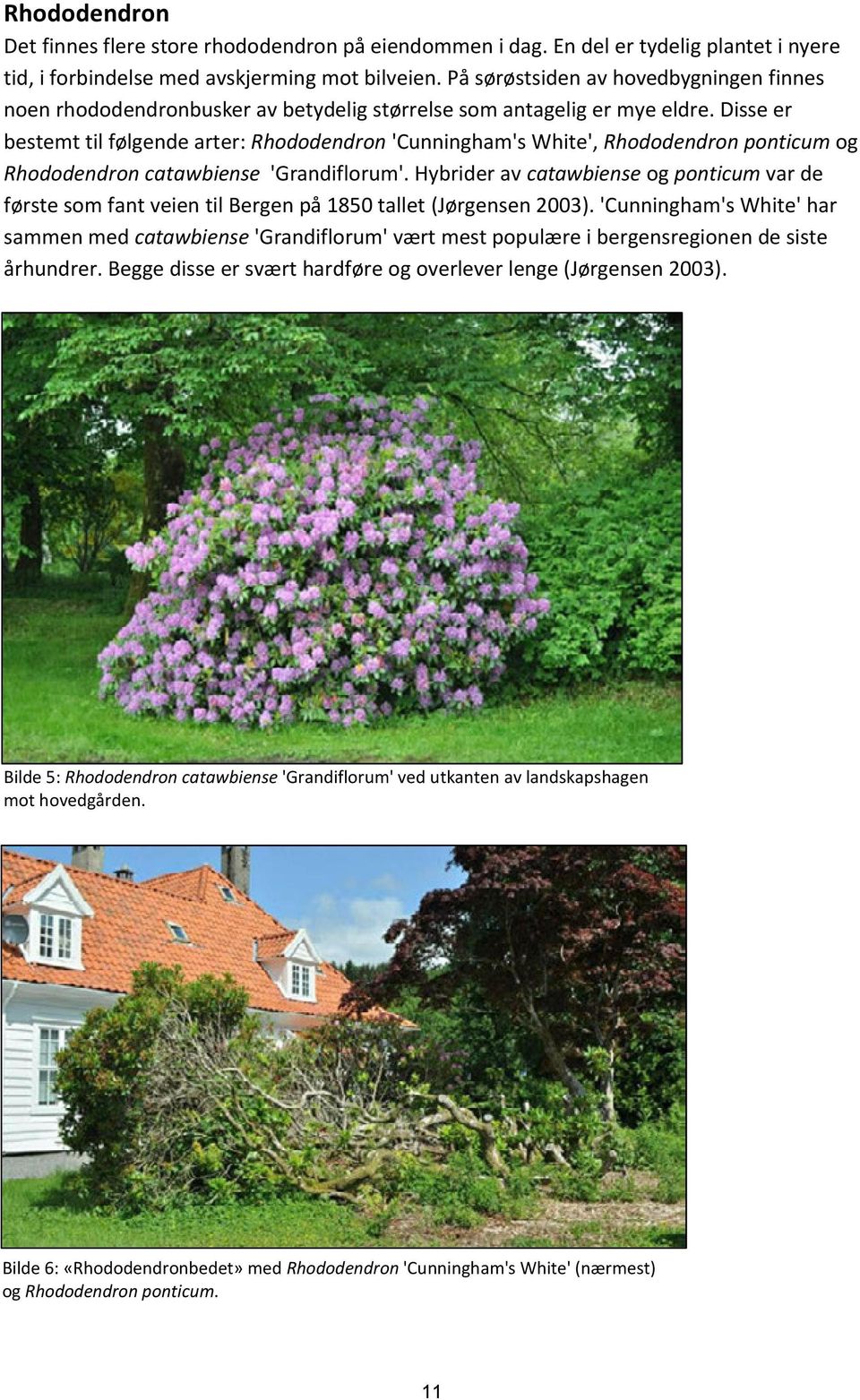 Disse er bestemt til følgende arter: Rhododendron 'Cunningham's White', Rhododendron ponticum og Rhododendron catawbiense 'Grandiflorum'.