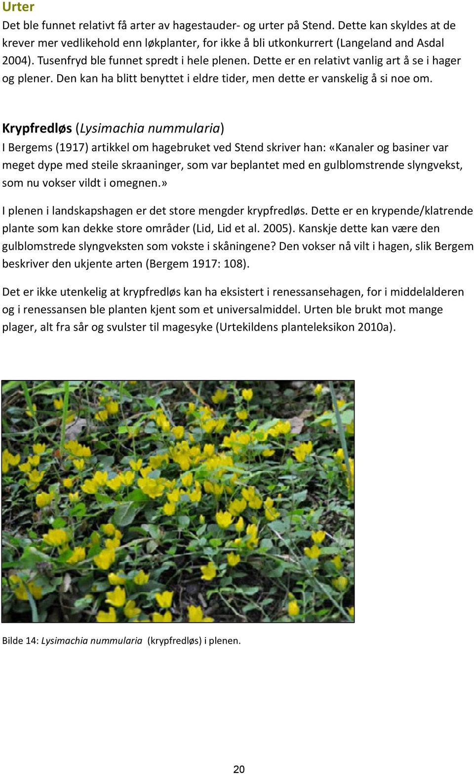 Krypfredløs (Lysimachia nummularia) I Bergems (1917) artikkel om hagebruket ved Stend skriver han: «Kanaler og basiner var meget dype med steile skraaninger, som var beplantet med en gulblomstrende