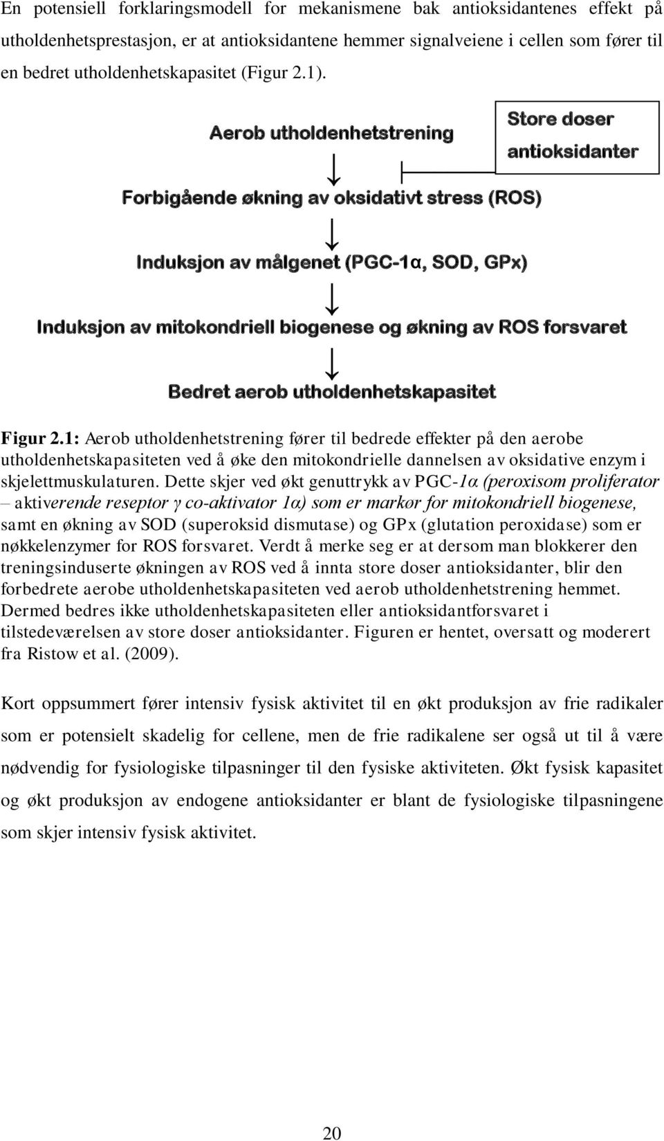 Aerob utholdenhetstrening Forbigående økning av oksidativt stress (ROS) Induksjon av målgenet (PGC-1α, SOD, GPx) Induksjon av mitokondriell biogenese og økning av ROS forsvaret Bedret aerob