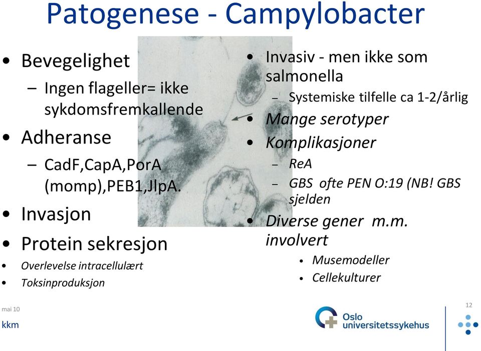 Invasjon Protein sekresjon Overlevelse intracellulært Toksinproduksjon Invasiv - men ikke som