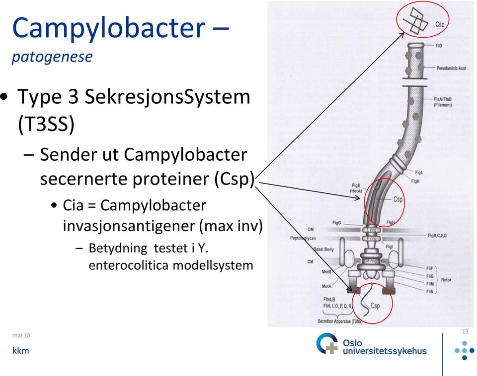 (Csp) Cia = Campylobacter invasjonsantigener (max