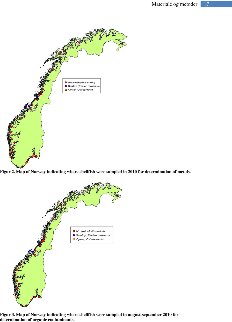 Mussel, Mytilus edulis Scallop, Pecten maximus Oyster, Ostrea edulis Figur 3.