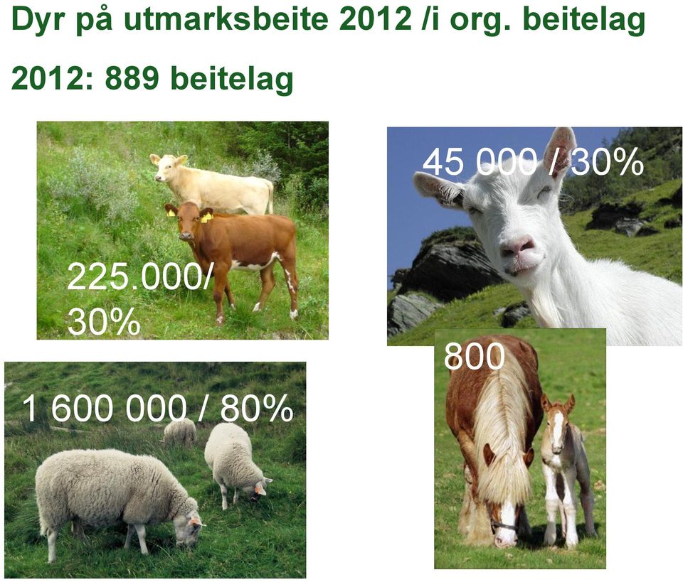 beitelag 65 000 / 30 % 45 000