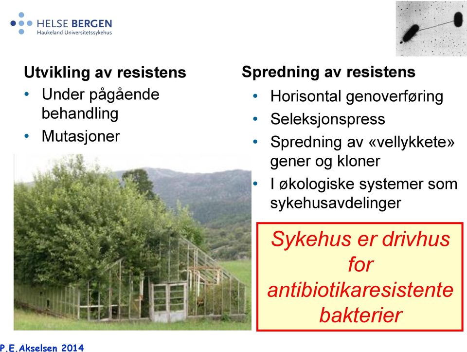 «vellykkete» gener og kloner I økologiske systemer som