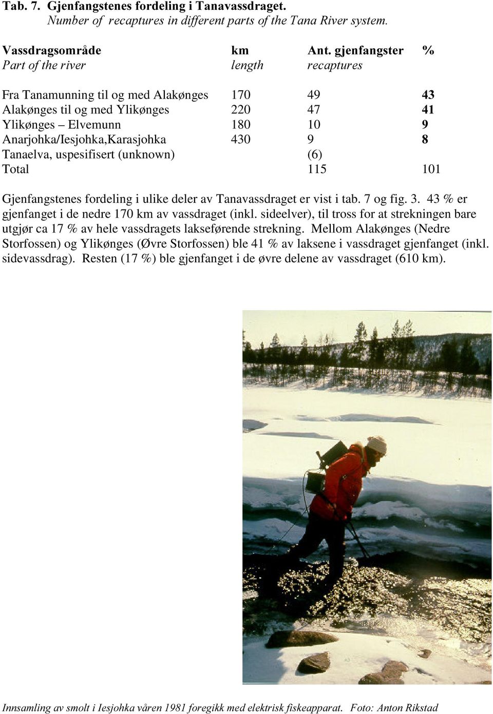 ulike deler av Tanavassdraget er vist i tab. 7 og fig. 3. 43 % er gjenfanget i de nedre 170 km av vassdraget (inkl.