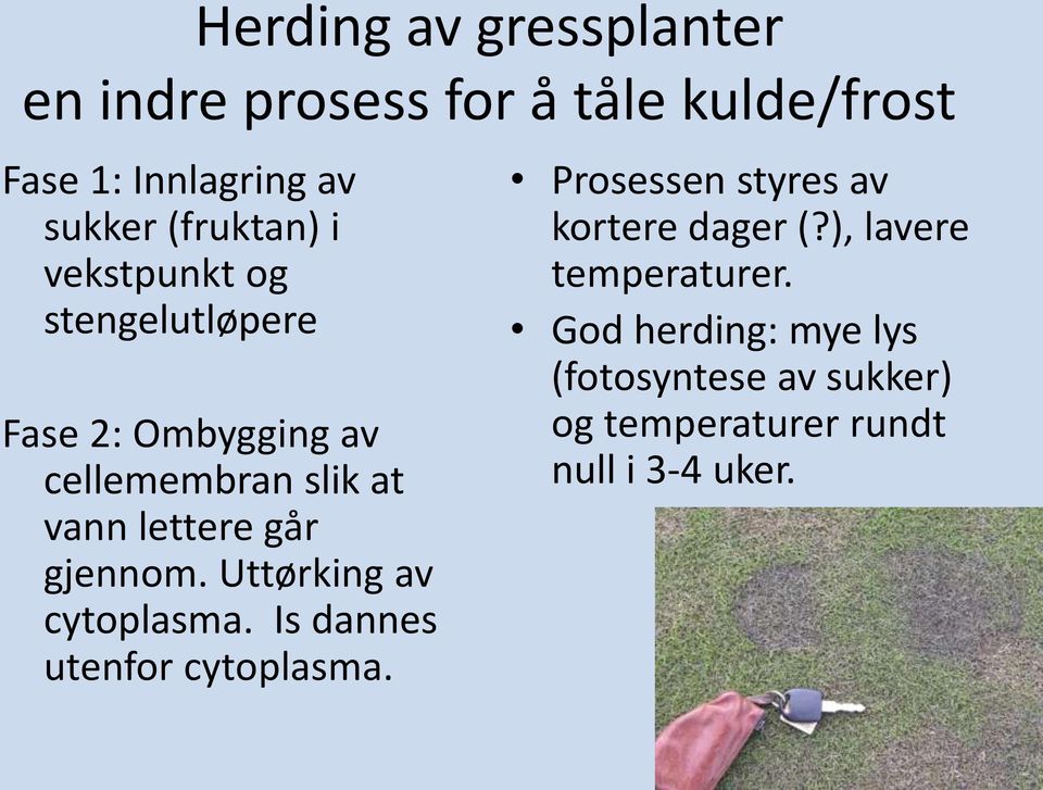 gjennom. Uttørking av cytoplasma. Is dannes utenfor cytoplasma. Prosessen styres av kortere dager (?