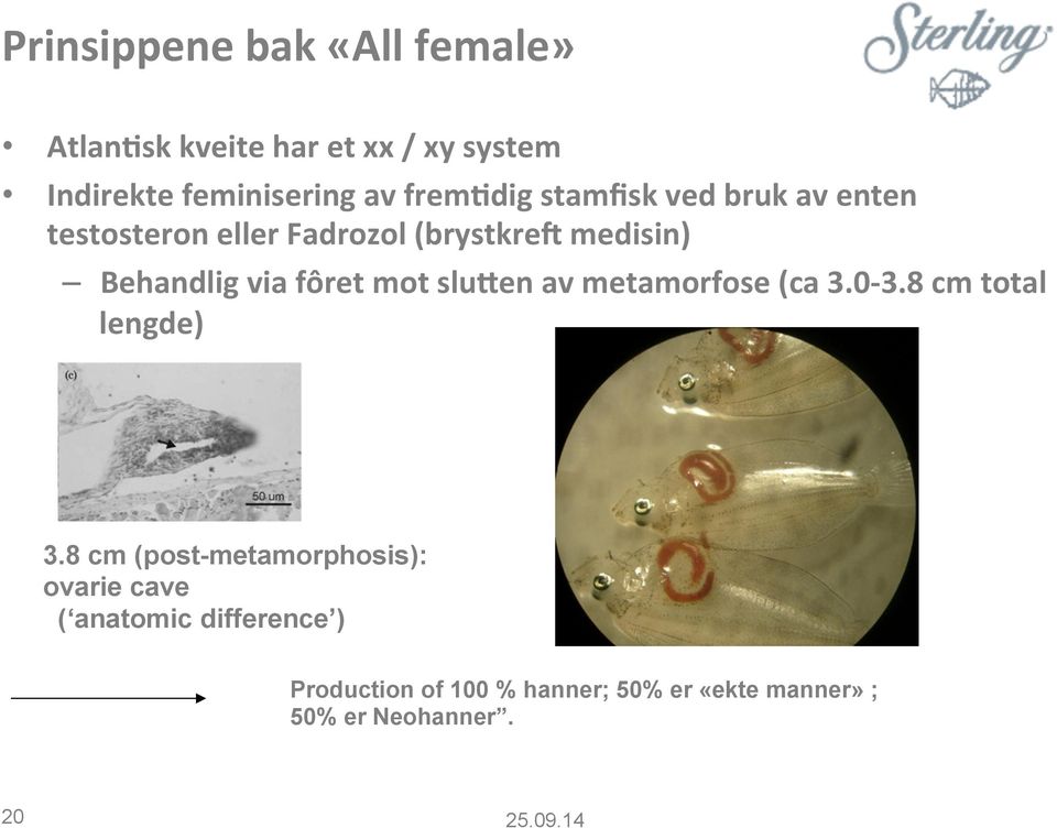 fôret mot sluxen av metamorfose (ca 3.0-3.8 cm total lengde) 3.