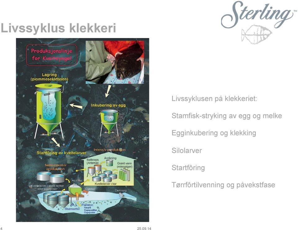 melke Egginkubering og klekking Silolarver