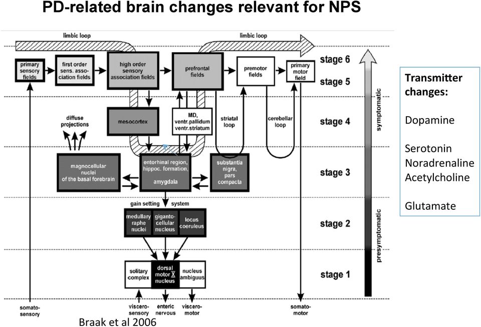 NPS: REM- sleep behavioural disorder- ca 30% Impulse control disorders- ca 15% 0 5 10 15 20 25 30 35 40 NPI frequency (%
