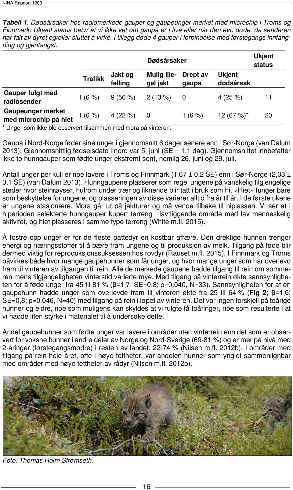 Gauper fulgt med radiosender Trafikk Jakt og felling Dødsårsaker Mulig illegal jakt Drept av gaupe Ukjent dødsårsak Ukjent status 1 (6 %) 9 (56 %) 2 (13 %) 0 4 (25 %) 11 Gaupeunger merket 1 (6 %) 4