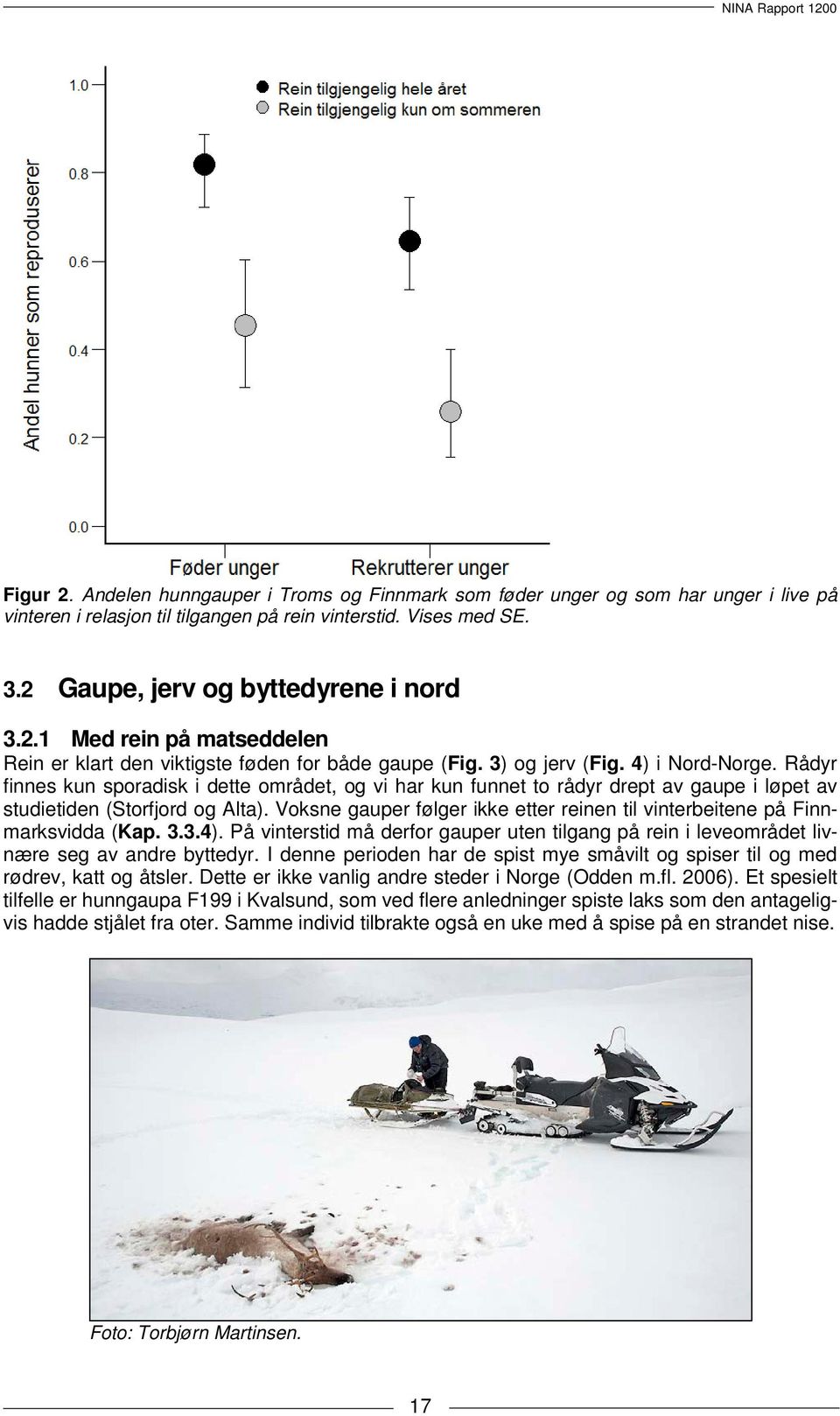 Rådyr finnes kun sporadisk i dette området, og vi har kun funnet to rådyr drept av gaupe i løpet av studietiden (Storfjord og Alta).