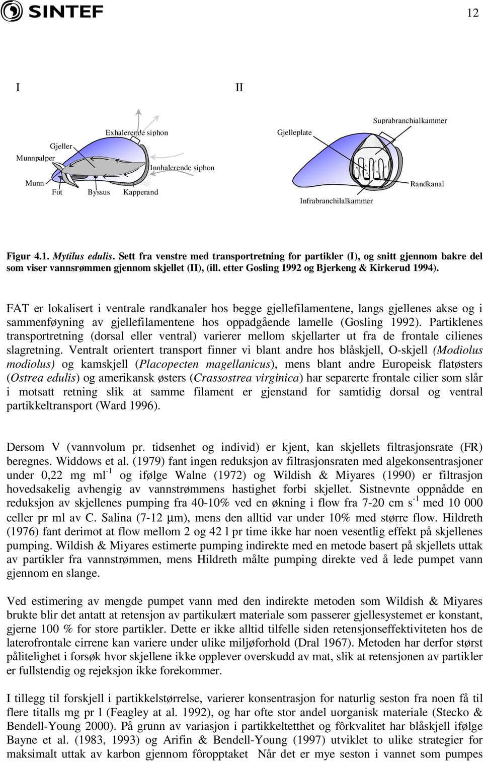 FAT er lokalisert i ventrale randkanaler hos begge gjellefilamentene, langs gjellenes akse og i sammenføyning av gjellefilamentene hos oppadgående lamelle (Gosling 1992).