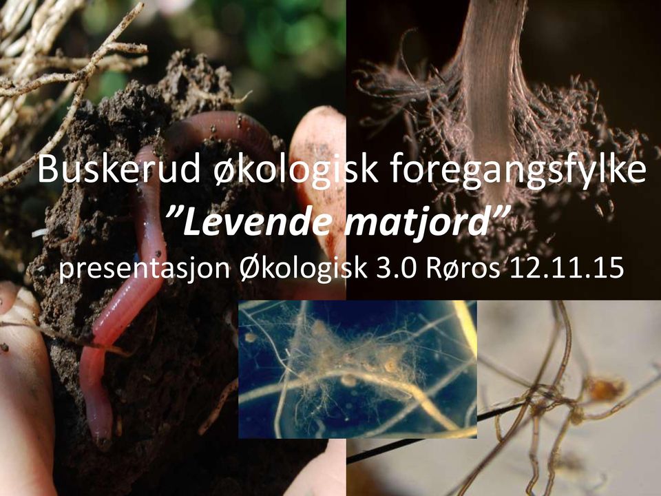 økologisk foregangsfylke