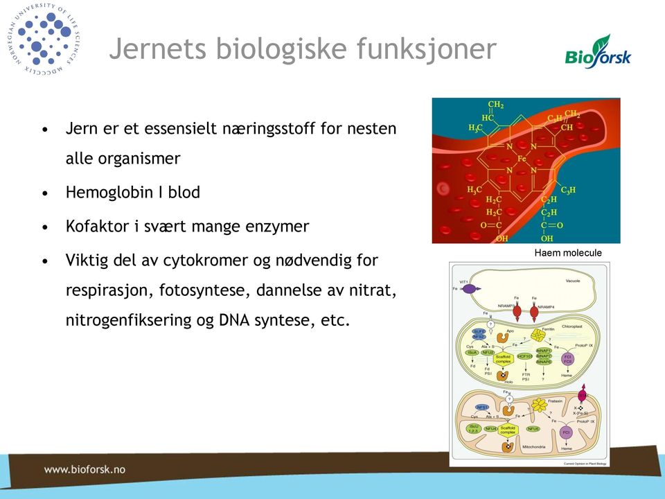 enzymer Viktig del av cytokromer og nødvendig for Haem molecule