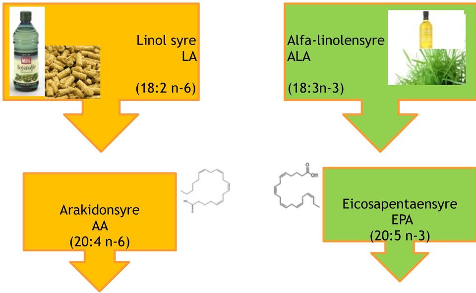 (18:3n-3) Arakidonsyre AA