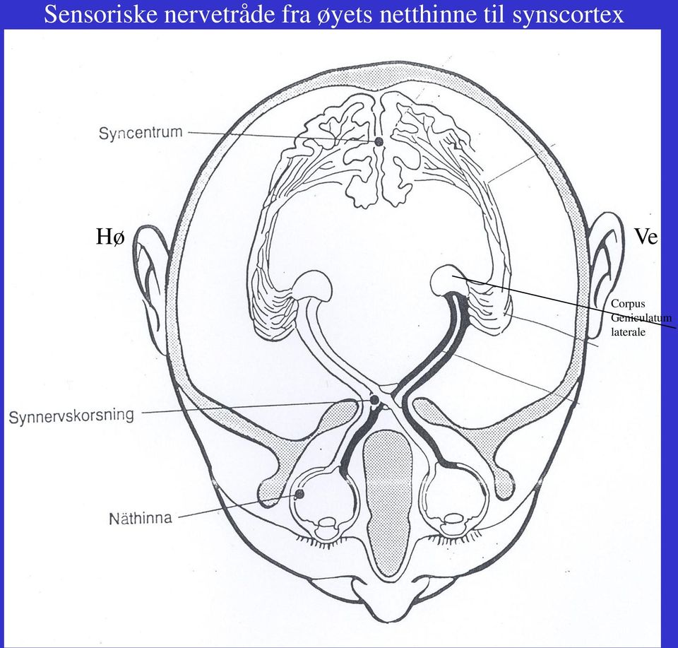 til synscortex Hø Ve