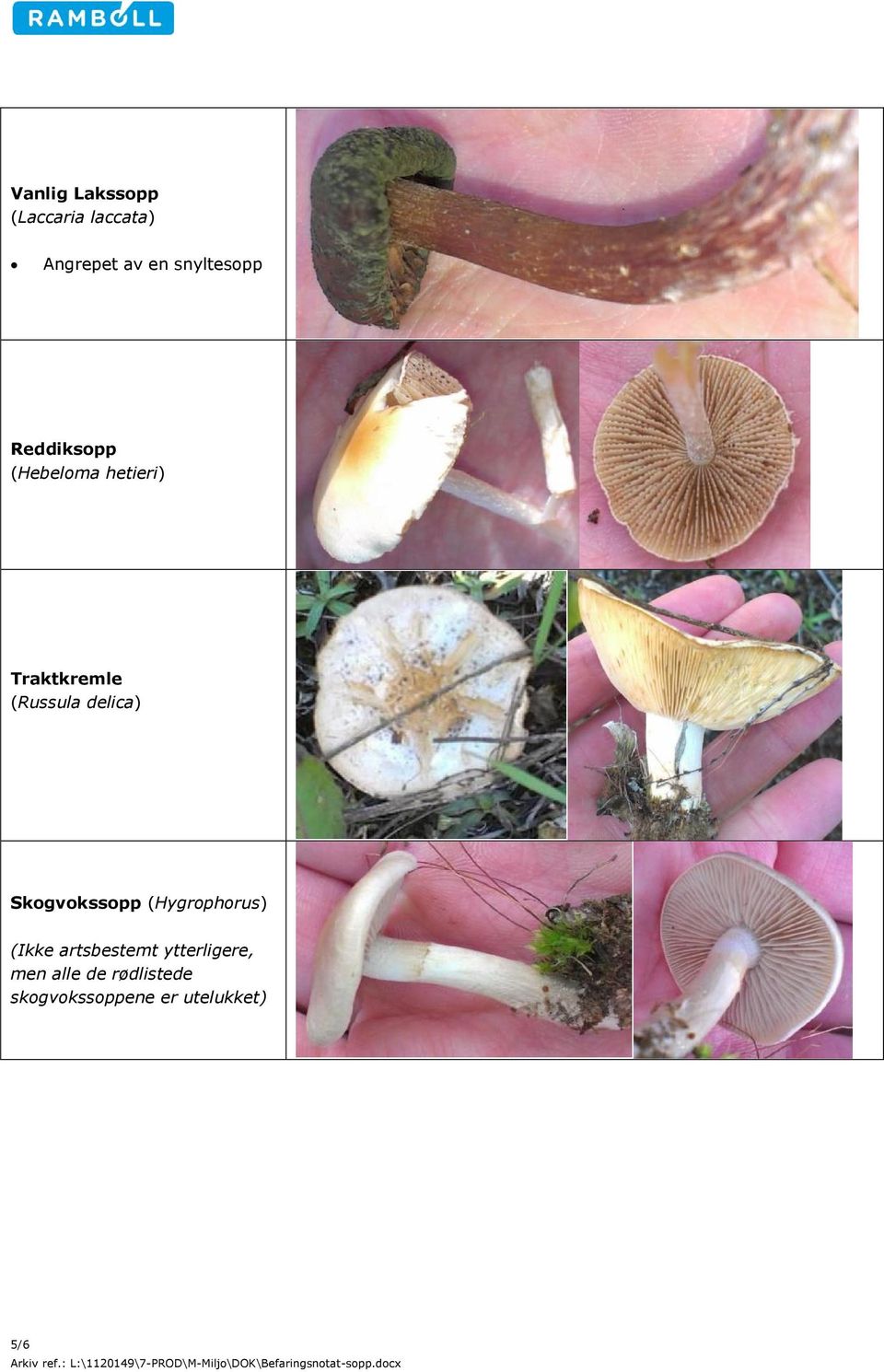 (Russula delica) Skogvokssopp (Hygrophorus) (Ikke