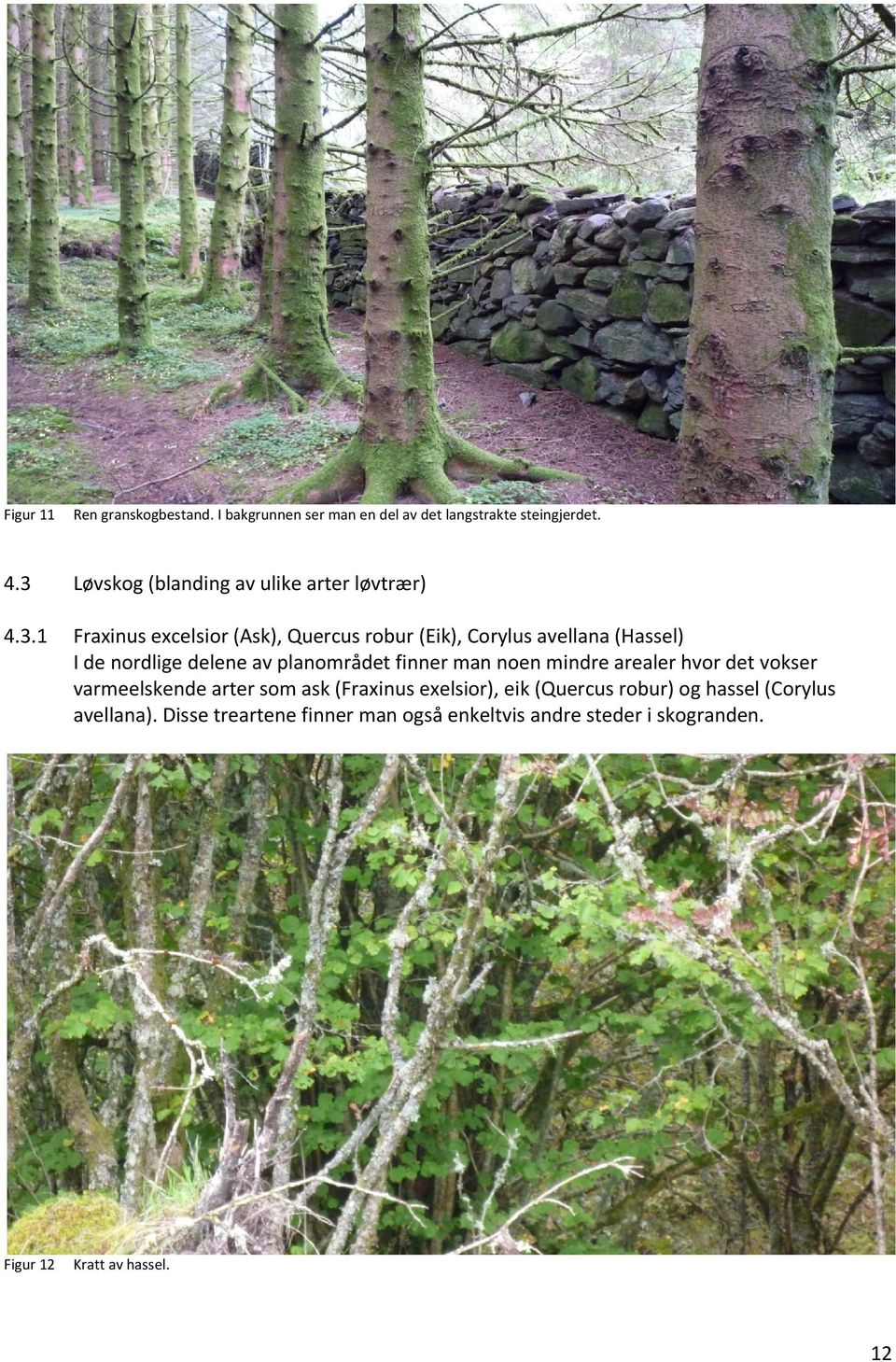 Fraxinusexcelsior(Ask),Quercusrobur(Eik),Corylusavellana(Hassel)
