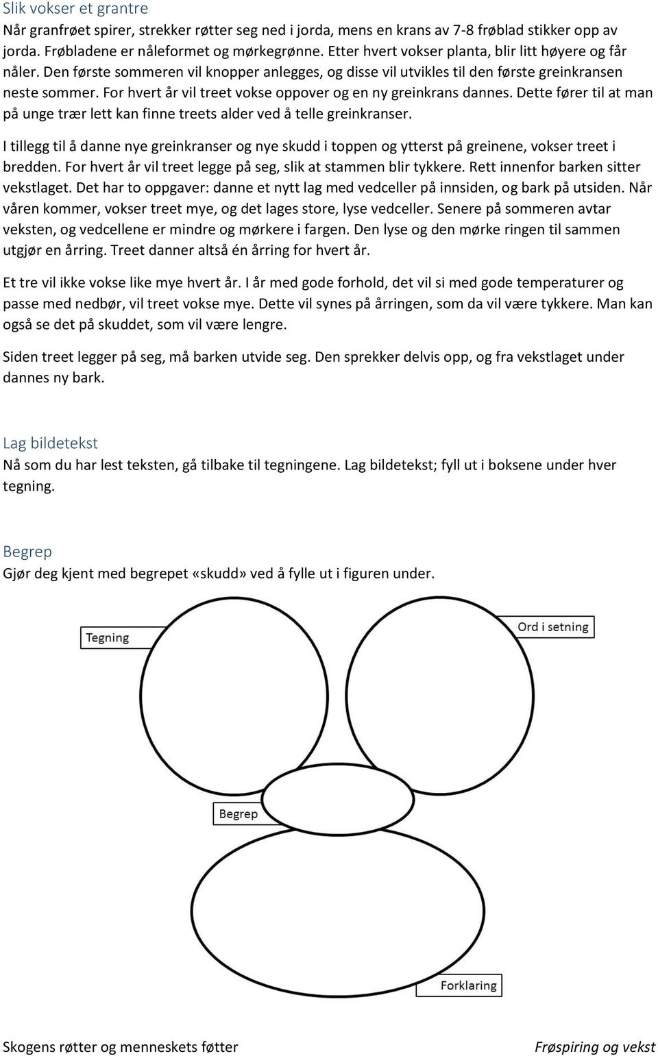 For hvert år vil treet vokse oppover og en ny greinkrans dannes. Dette fører til at man på unge trær lett kan finne treets alder ved å telle greinkranser.