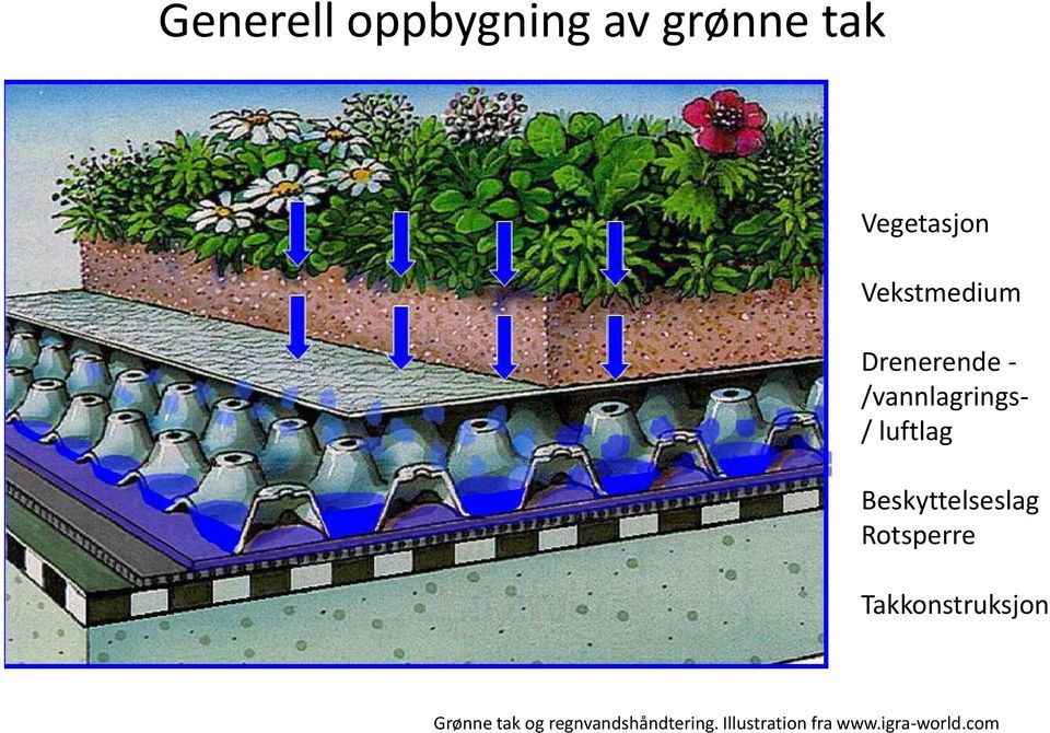 Beskyttelseslag Rotsperre Takkonstruksjon Grønne