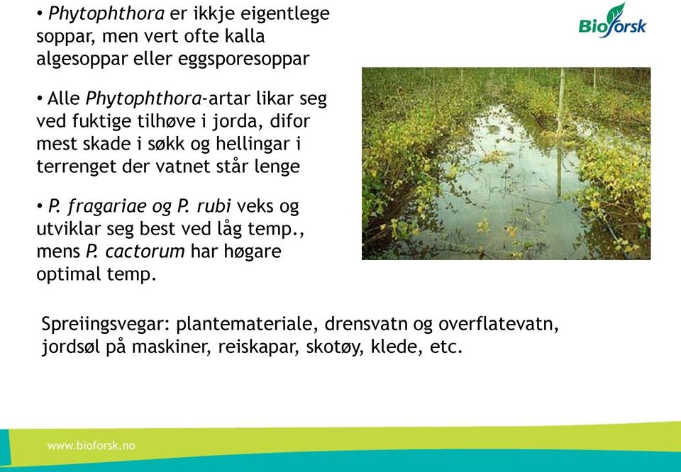 vatnet står lenge P. fragariae og P. rubi veks og utviklar seg best ved låg temp., mens P.