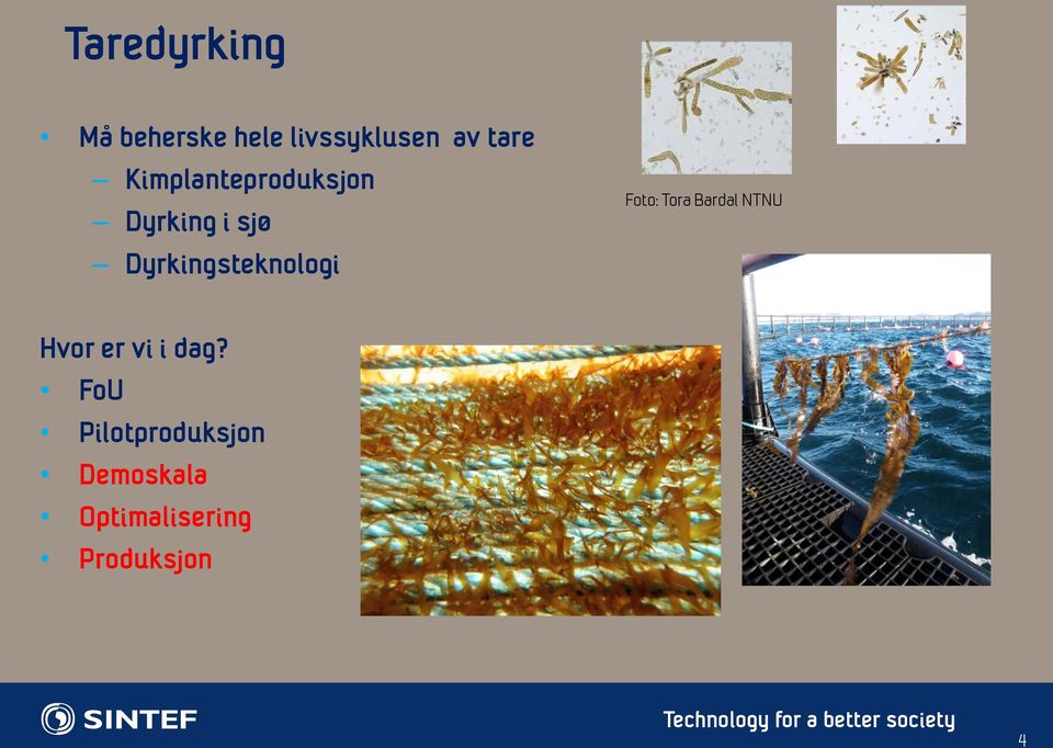 Dyrkingsteknologi Foto: Tora Bardal NTNU Hvor er