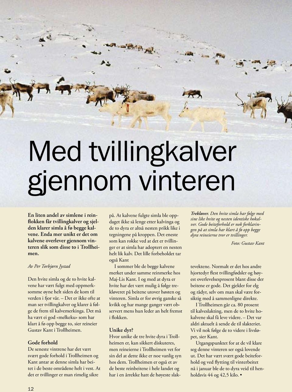 Av Per Torbjørn Jystad Den hvite simla og de to hvite kalvene har vært fulgt med oppmerksomme øyne helt siden de kom til verden i fjor vår.