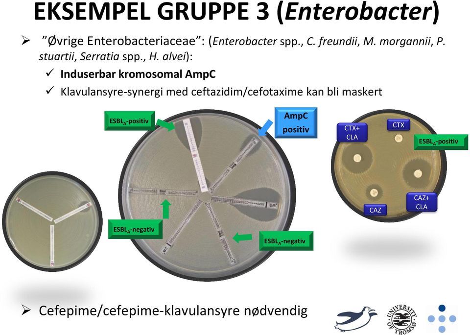 alvei): Induserbar kromosomal AmpC Klavulansyre-synergi med ceftazidim/cefotaxime kan bli