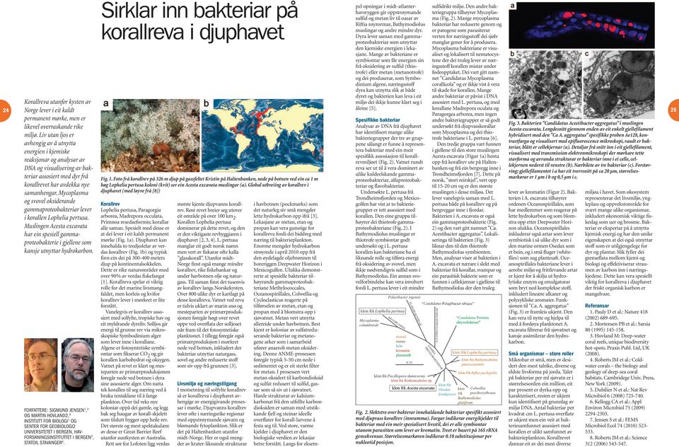 Mycoplasma og svovel oksiderande gammaproteobakteriar lever i korallen Lophelia pertusa. Muslingen Acesta excavata har ein spesiell gammaproteobakterie i gjellene som kansje utnyttar hydrokarbon.