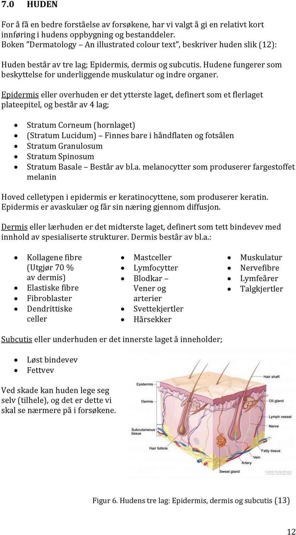 Hudene fungerer som beskyttelse for underliggende muskulatur og indre organer.